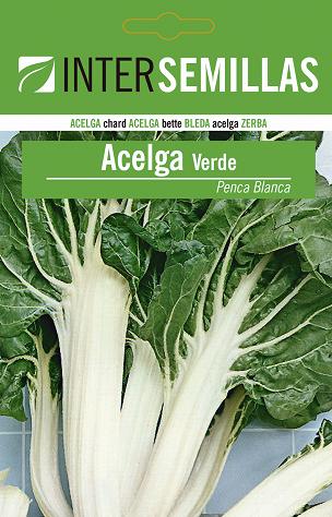 ACELGA VERDE PENCA BLANCA